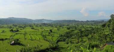 Bali adasındaki geniş panorama yeşil pirinç tarlaları, Ubud yakınlarındaki Jatiluwih, Endonezya