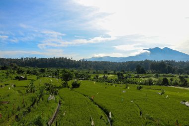 Teras pirinç tarlaları, Bali, Endonezya. Pirinç tarlasına güzel manzara.