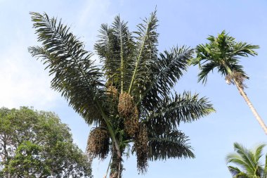 Arenga pinnata, Arenga saccharifera tropikal Asya 'ya özgü ekonomik açıdan önemli bir tüy palmiyesidir.