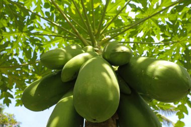 Yeşil meyveli papaya ağacının fotoğrafı..