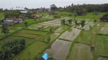 Su dolu pirinç tarlaları ve su yüzeyinde yükselen güneşin yansımaları olan pirinç tarlaları. Bir beyaz kuş sürüsü arazinin üzerinde daireler çiziyor. Arka planda Bali denizi