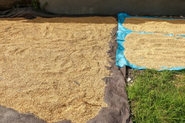 Güneşte pirinç kurutmanın geleneksel yolu..