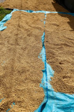 Güneşte pirinç kurutmanın geleneksel yolu..