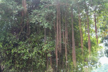 Ormanda, Bali 'de, Endonezya' da Uzun Asmalı Bir Ağaç.