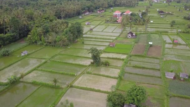 Flug Über Grüne Reisfelder Auf Bali Indonesien Landstraße Schlängelt Sich — Stockvideo