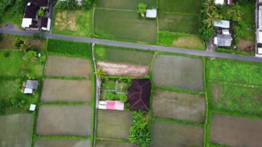 Asya 'da çatısı olan yeşil çeltik tarlalarının kuş bakışı görüntüsü. Sıcak bir yaz gününde güzel bir yeşil çiftlik manzarası. Tarım, seyahat ve turizm kavramı