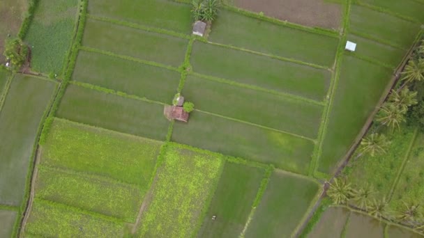 Sebuah pondok bagi para petani untuk berlindung di tengah-tengah persawahan yang subur dan hijau. Pesawat tak berawak menembak sudut tinggi terbang di atas lanskap lembah sawah Bali di Indonesia — Stok Video