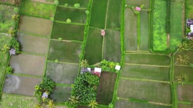 Çiftçilerin yemyeşil pirinç ve yemyeşil pirincin ortasında barınabileceği bir kulübe. Hava aracı Endonezya 'daki Bali pirinç tarlaları üzerinde yüksek açıyla uçuyor.