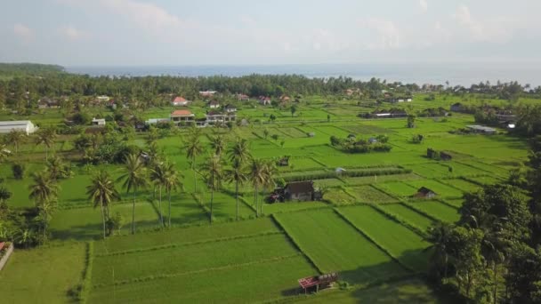 Вид с воздуха на затопленные рисовые поля в центре жилой деревни, остров Бали, Индонезия — стоковое видео