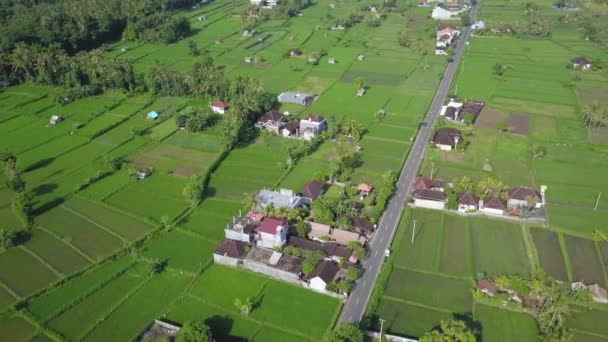 AERIAL Country road running through green rice paddy fields in palm tree jungle on sunny misty morning in Bali, Indonesia. Road with scenic view of gorgeous rice terrace paddies — Stock Video