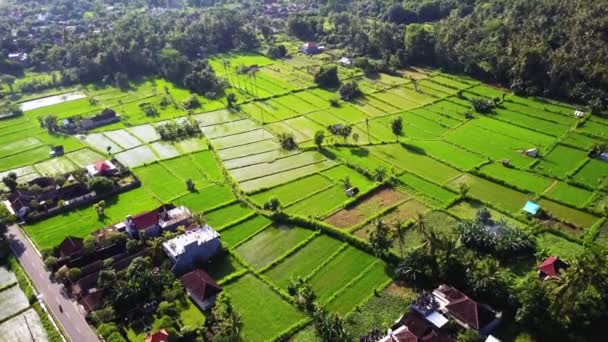 Stigande upp Flygfoto av lyxhotell med halmtak villor och pool i tropisk djungel, palmer, risfält. Lyxig villa, paviljong i skog, Ubud, Bali — Stockvideo