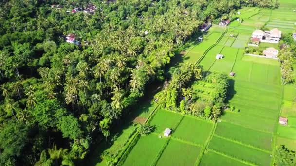 Stigande upp Flygfoto av lyxhotell med halmtak villor och pool i tropisk djungel, palmer, risfält. Lyxig villa, paviljong i skog, Ubud, Bali — Stockvideo