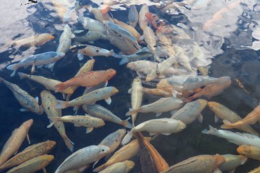 Sakin gölet suyunda yüzen renkli sazanlar.