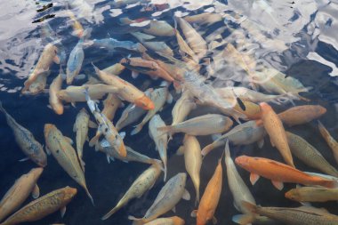 Sakin gölet suyunda yüzen renkli sazanlar.