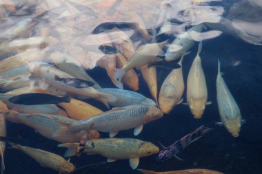 Sakin gölet suyunda yüzen renkli sazanlar.