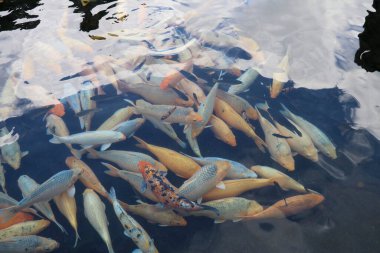 Sakin gölet suyunda yüzen renkli sazanlar.