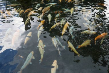 Sakin gölet suyunda yüzen renkli sazanlar.