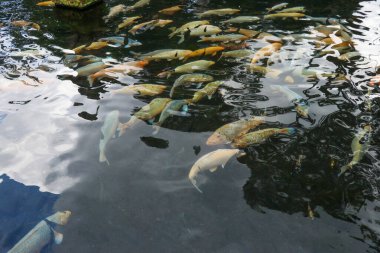 Sakin gölet suyunda yüzen renkli sazanlar.