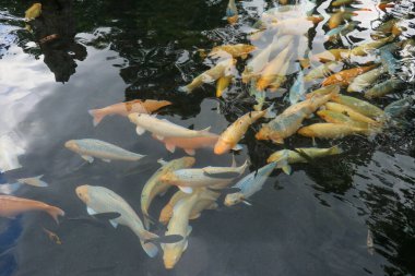 Sakin gölet suyunda yüzen renkli sazanlar.