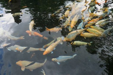 Sakin gölet suyunda yüzen renkli sazanlar.