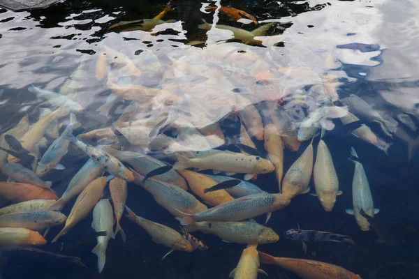 Sakin gölet suyunda yüzen renkli sazanlar.