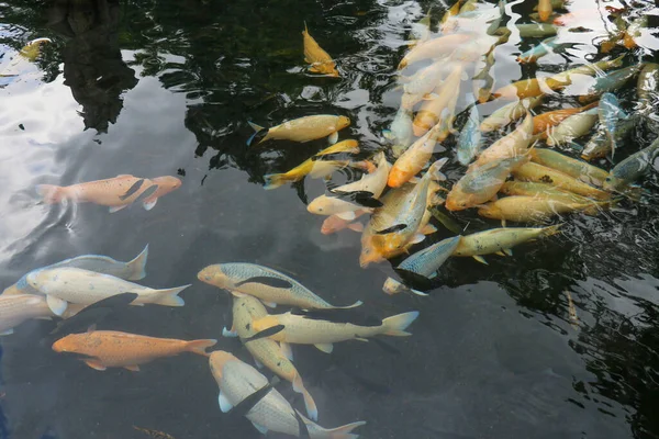 Sakin gölet suyunda yüzen renkli sazanlar.