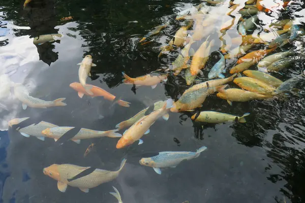Sakin gölet suyunda yüzen renkli sazanlar.