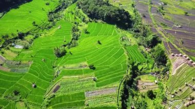 Aerial view of agriculture in paddy rice fields for cultivatio, agricultural land with green in countryside, Agriculture concept growing rice plants in nan province, Thailand. Nature Aerial footage.