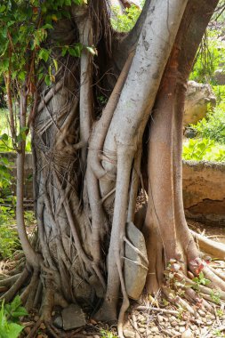 Close up of the aerial roots of ancient Banyan tree Ficus benghalensis on Bali, Indonesia.