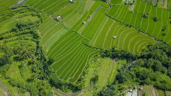Top down view of beautiful paddy fields with fresh green leaves in Bali, Indonesia.