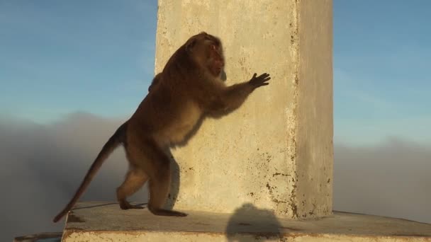 好奇心旺盛な猿がクレムツ火山の頂上にある記念碑にポーズをとっています 男のマカクは盗もうとしている領域を探索します — ストック動画