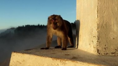 Kelimutu volkanının tepesindeki anıtta turistlere saldıran saldırgan maymun. Erkek maymun ağzı açık saldırır, agresif davranışlar sergiler. Maymunlar kameraya saldırıyor. Olağanüstü bir atış..