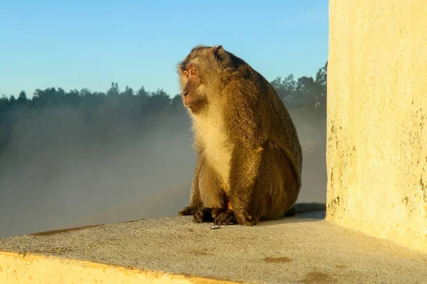 Un mono curioso posa en un monumento en la cima del volcán Kelimutu. Un macaco macho explora el área buscando qué robar — Foto de Stock