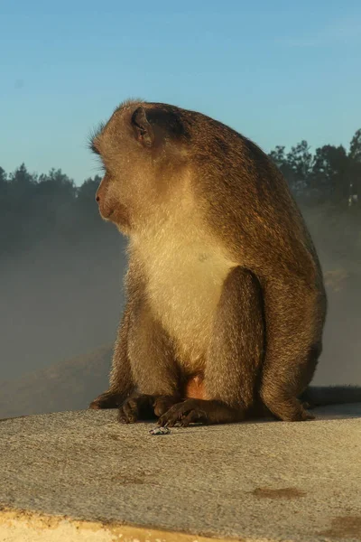 Μια περίεργη μαϊμού ποζάρει σε ένα μνημείο στην κορυφή του Kelimutu Volcano. Ένας αρσενικός μακάκος εξερευνά την περιοχή ψάχνοντας τι να κλέψει. — Φωτογραφία Αρχείου