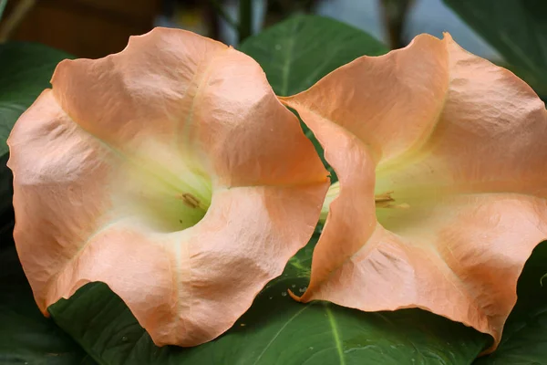 Bela brugmansia ou anjos trompete flores close-up imagem — Fotografia de Stock