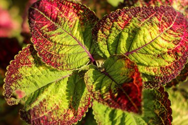 Plectranthus scutellariodes Fireball. Arka plan kullanımı için Plectranthus scutellariodes Fireball, Coleus 'un üst görünümü. Seçici odak