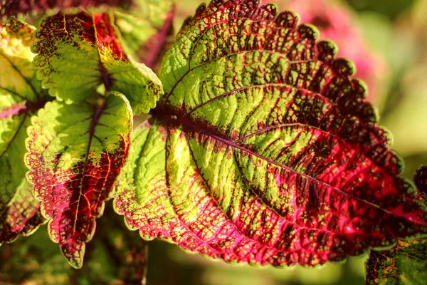 Solenostemon, широко відомий як Coleus. Найбільш темне рожеве листя coleus - листки як красивий шпалери, клозеп. Вибіркове зосередження — стокове фото