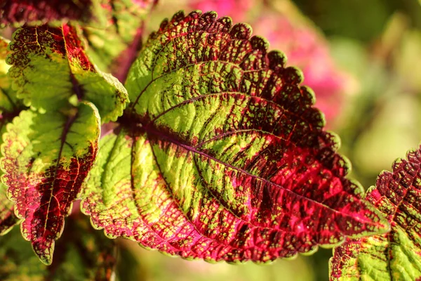 Solenostemon, широко відомий як Coleus. Найбільш темне рожеве листя coleus - листки як красивий шпалери, клозеп. Вибіркове зосередження — стокове фото