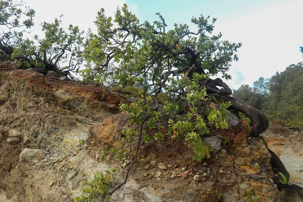 クレムツ火山のリムクレーターの上にあるドワーフの木。湖の上の火口の端の不衛生な状態で生き残っている膝。インドネシアのエンドにある国立公園。選択的フォーカス — ストック写真