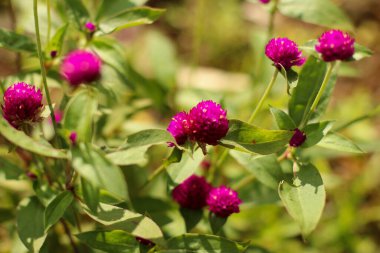Pembe Küre Amaranth. Gomphrena globosa 'nın seçici odağı. Gomphrena globosa 'nın odaklanmış soyut arkaplanı