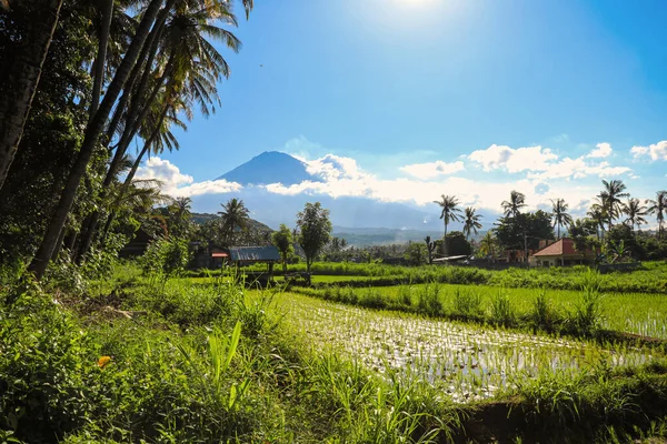 美しい火山アグンと田んぼ。バリだ。インドネシア。アジア — ストック写真