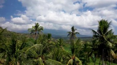 Palmiye ağaçları ve pirinç tarlaları üzerinde alçak uçuş. Arka planda Agung volkanı beyaz bulutlar içinde. Palmiye ağacının tepesine yakın bir uçuşta pirinç tarlalarının ve parlak yeşilliklerin manzarasına doğru.