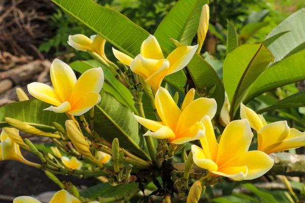 Bunga frangipani kuning dengan latar belakang daun hijau — Stok Foto