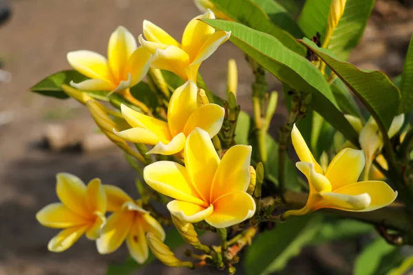 Amarelo flores frangipani com fundo folhas verdes — Fotografia de Stock