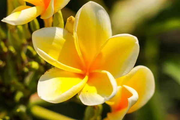 Flores de frangipani amarillo o Plumeria rubra o Kamboja en el árbol. Increíble de flores de frangipani amarillo en el Parque y disfrutar de la hermosa naturaleza —  Fotos de Stock