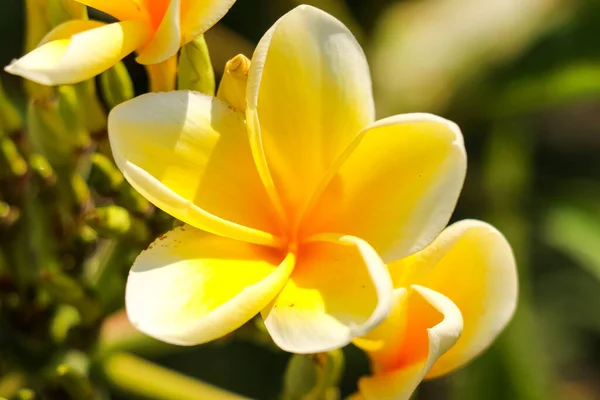 Κίτρινα λουλούδια frangipani ή Plumeria rubra ή Kamboja στο δέντρο. Καταπληκτικό των κίτρινων λουλουδιών frangipani στο πάρκο και απολαμβάνοντας την όμορφη φύση — Φωτογραφία Αρχείου