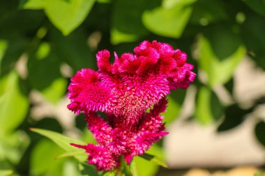 Horozlar canlı çiçekleri tarar. Park arka planında yaprakları olan güzel renkler.