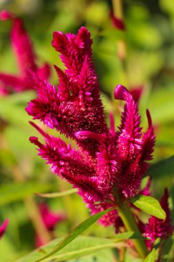 Horozlar canlı çiçekleri tarar. Park arka planında yaprakları olan güzel renkler.