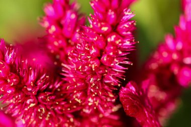 Horozlar canlı çiçekleri tarar. Park arka planında yaprakları olan güzel renkler.