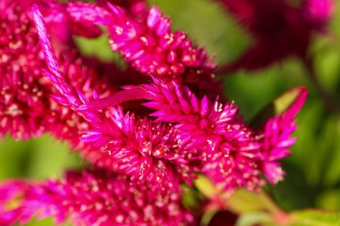 Horozlar canlı çiçekleri tarar. Park arka planında yaprakları olan güzel renkler.